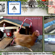 Illustration for article titled The Latest Twitch Sensation Is Chickens, Goats, And Bees